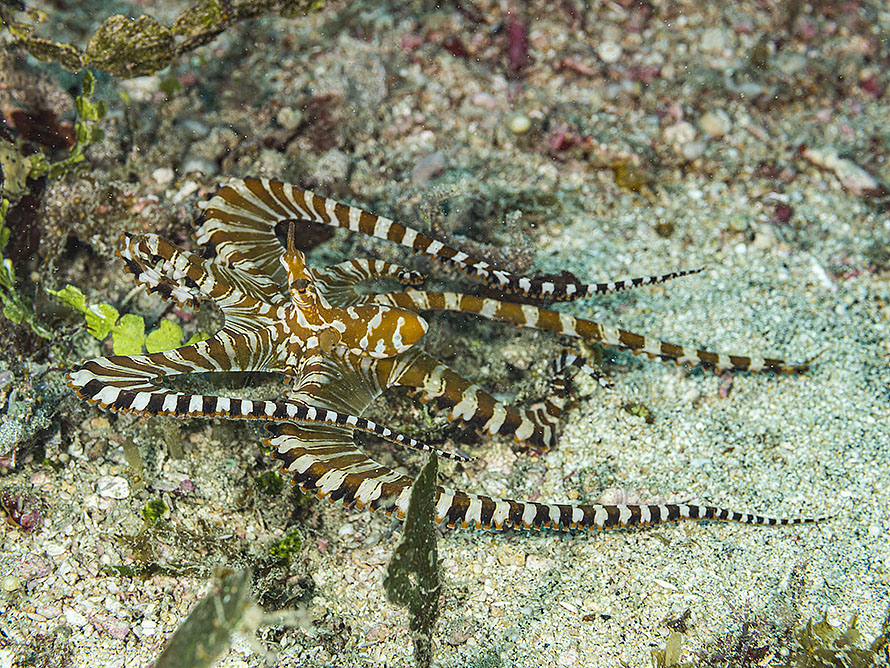 Wunderpus photogenicus